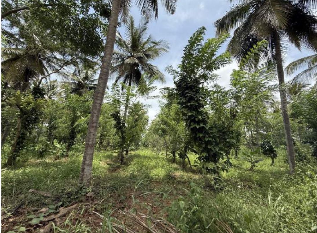 30 Acres of Land for Sale – Hunasuru, Mysore District